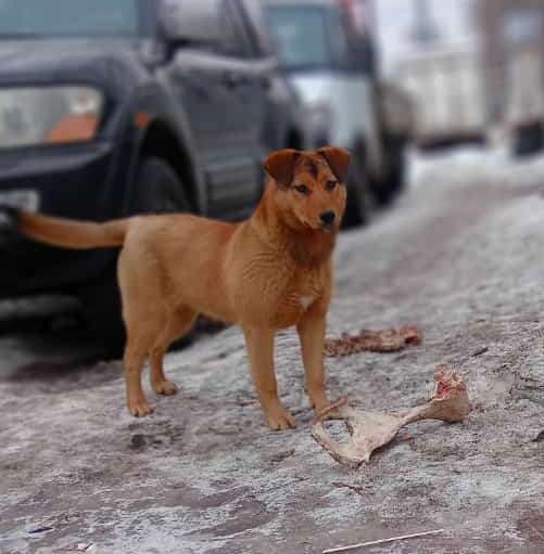 Ищут хозяев собако-щенки 10 месяцев в Москве фото 7