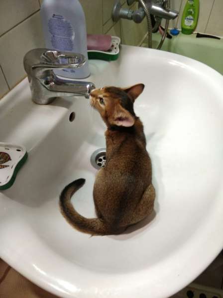 Абиссинские клубные котята в Москве фото 7