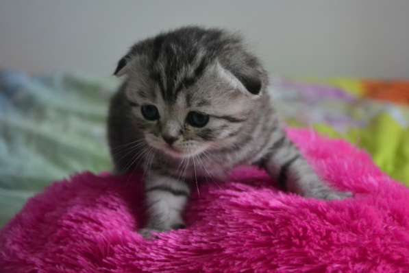 Шотландская вислоухая кошечка в фото 10