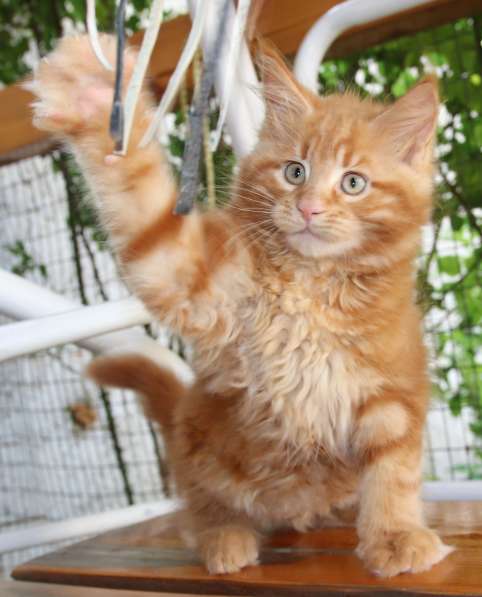 Рыжие Мейн куны в фото 17