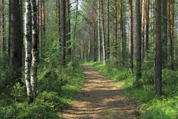 Продам участок с лесом в Иркутске фото 4