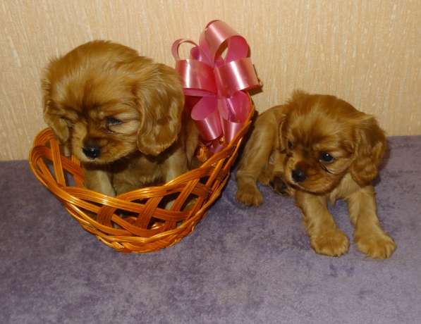 Щенки Кавалер кинг чарльз спаниеля, окрас рубин в Самаре фото 4