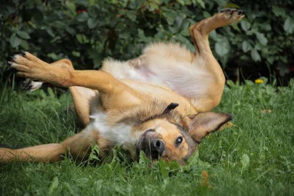 Очаровательная собачка компактного размера в Санкт-Петербурге фото 28