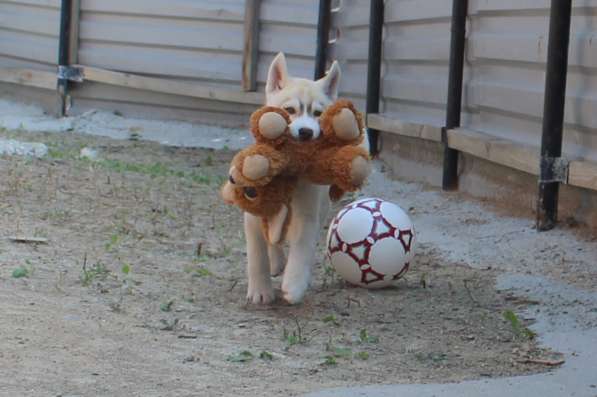 Продажа щенков Хаски в Новосибирске фото 32