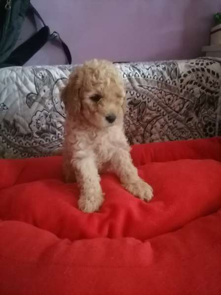 Мальчик пудель в Москве фото 3