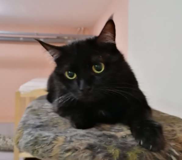 Красавец Казимир. Черный кот в добрые руки в Калуге фото 7