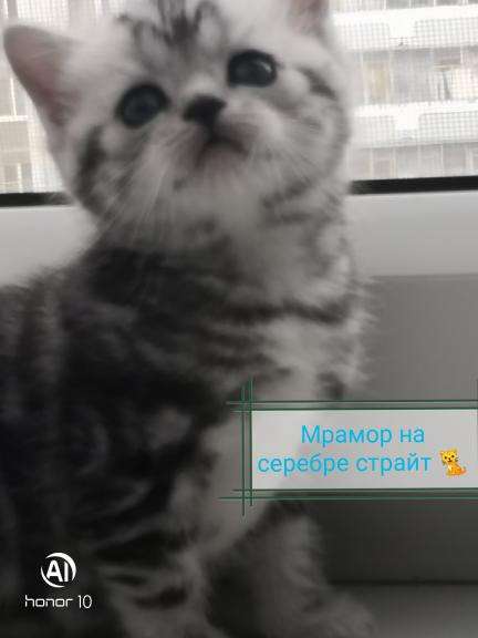 Шотландские котята продажа в Воронеже фото 4