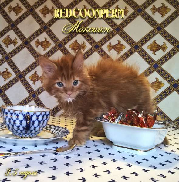 Котёнок мейн кун - уникального красного окраса. Шоу класс в Красноярске фото 4