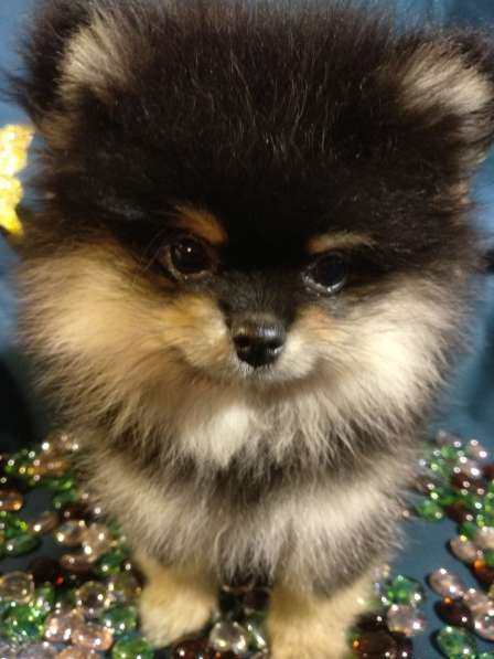 Щенки Померанский шпиц в фото 18