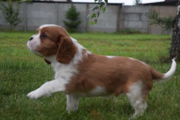 Щенок породы Кавалер кинг Чарльз спаниель в фото 12