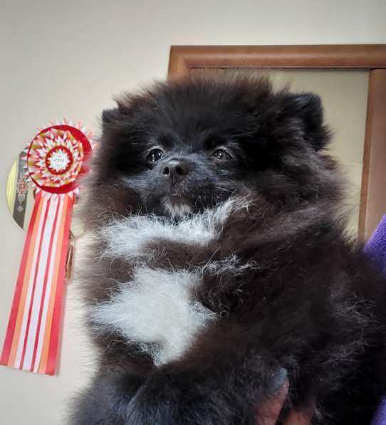 Шпицы мини и стандарт в Раменское фото 5