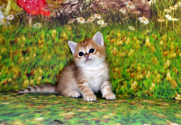 Золотой мальчик ny11 в Москве фото 6