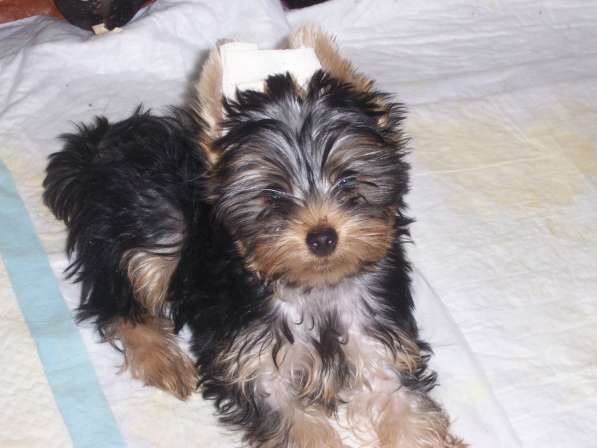 Йорк в Екатеринбурге фото 5