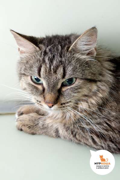 Разбитое сердце Майли в Москве фото 3