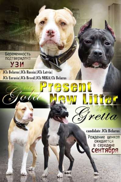 Щенки Американского Пит-бультерьера в фото 12