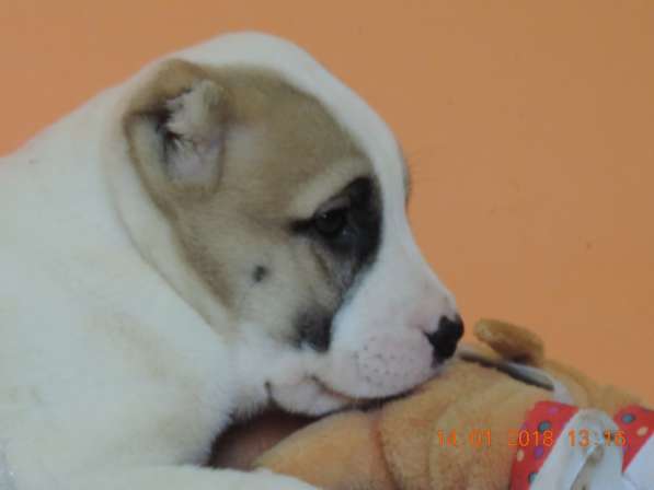 Щенки алабайчики в фото 4