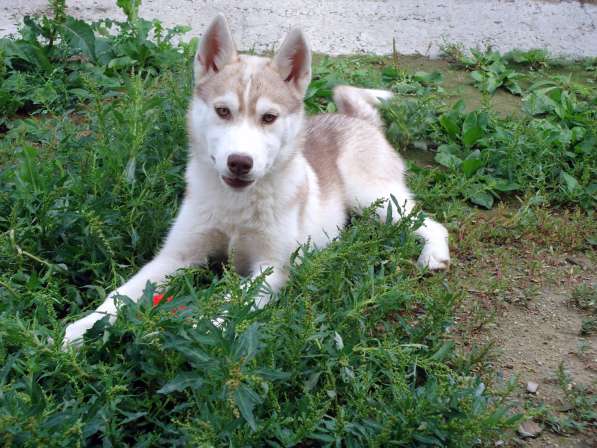 Продажа щенков Хаски в Новосибирске фото 13