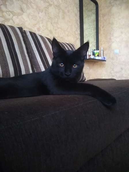 Котёнок 4 месяца крупный с ветпаспортом, чёрный с янтарными