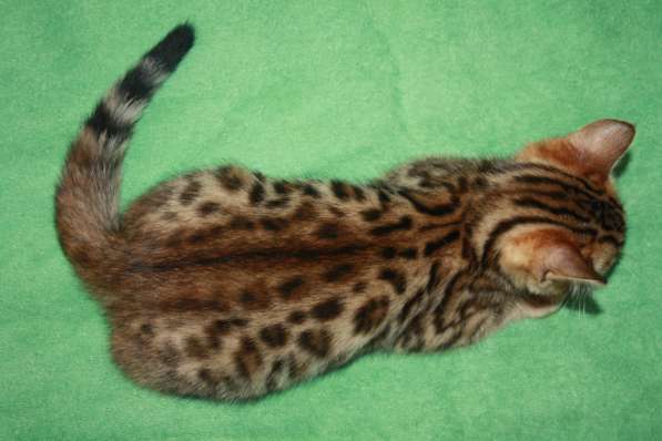 Продам бенгальских котят в Красноярске фото 6