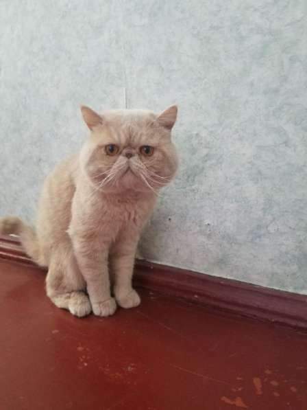 Кот ЭКЗОТ-ЭКСТРИМАЛ приглашает на вязку в фото 5