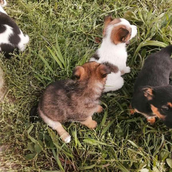 Щенки мальчики в Москве