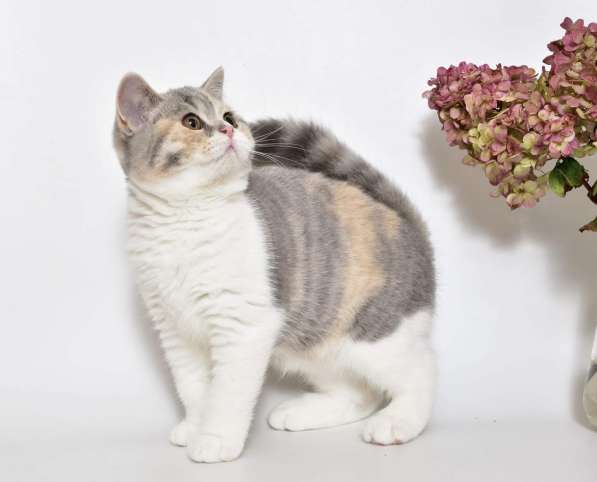 British shorthair kittens в фото 8