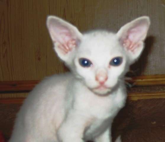 Донской сфинкс, котята в Санкт-Петербурге