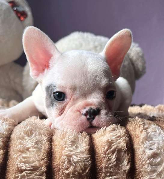 Щенки в Уссурийске фото 8