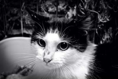 Отдам даром Привет, я-Тарзан в Санкт-Петербурге фото 4