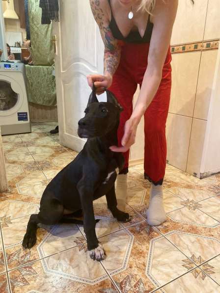 Дог в Москве фото 9