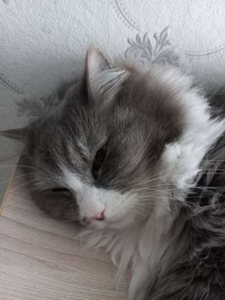 Кот сибиряк,4 года в Новосибирске фото 32