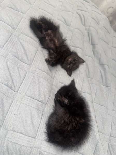 Котята девочка и мальчик в Белово