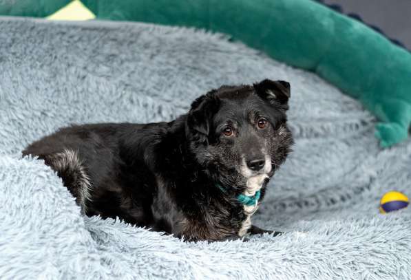 Пушистый Дедуля мечтает стать домашним в Москве фото 5