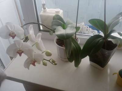 орхидеи в Челябинске