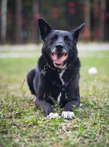 Ищем дом для спасенной доброй собаки Багиры в Москве