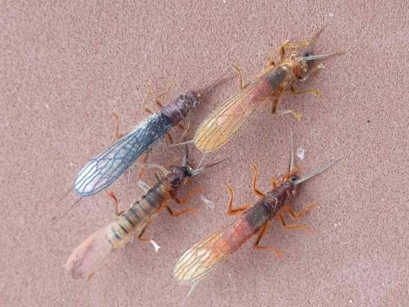 Мушки и нимфы в Ухте фото 9