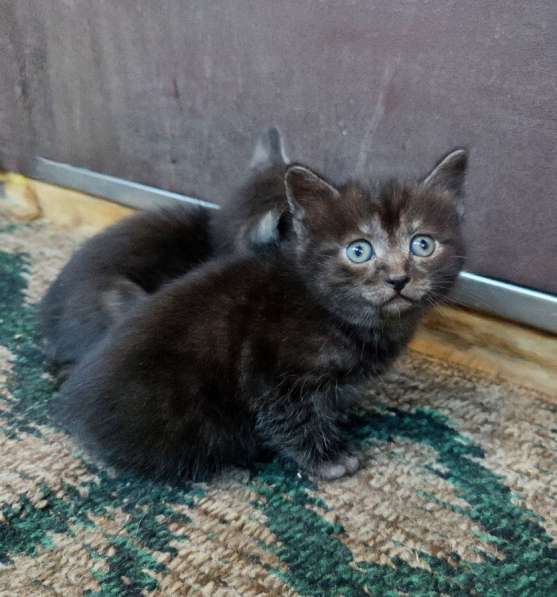 Отдам котят в добрые руки в Новосибирске