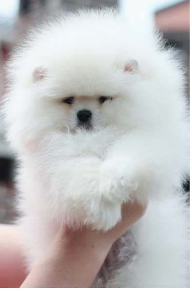 Pomeranski Mini Shpic Pomeranian Spitz Померанские Мини шпиц в фото 25