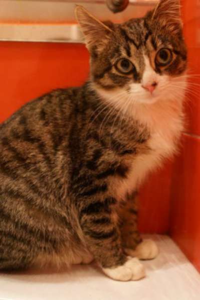 Отдам даром Ласковая красотка Рыся