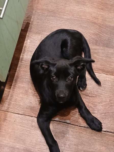 Собачка в Орске