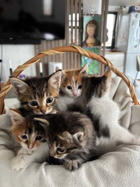 Котята бесплатно в Павловском Посаде фото 7
