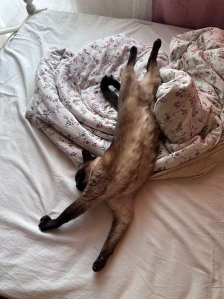 Котоняня, зооняня в Перми