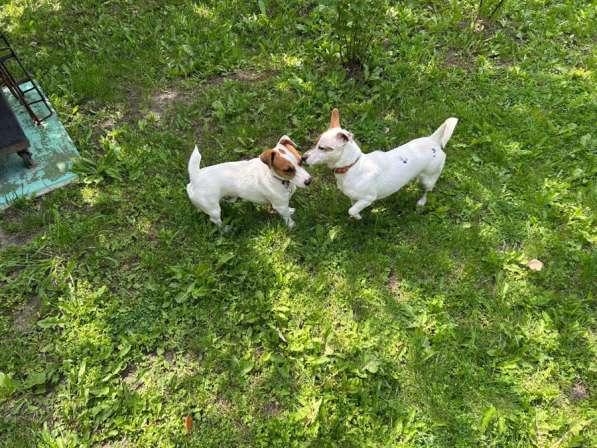 Щенки Джек Рассел терьер в Москве фото 3
