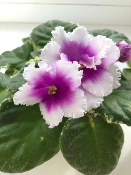 Фиалки в наличии, Анива в Аниве фото 6