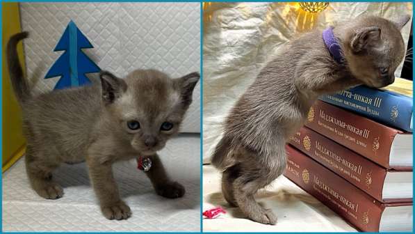 Котята европейской бурмы в Москве фото 5