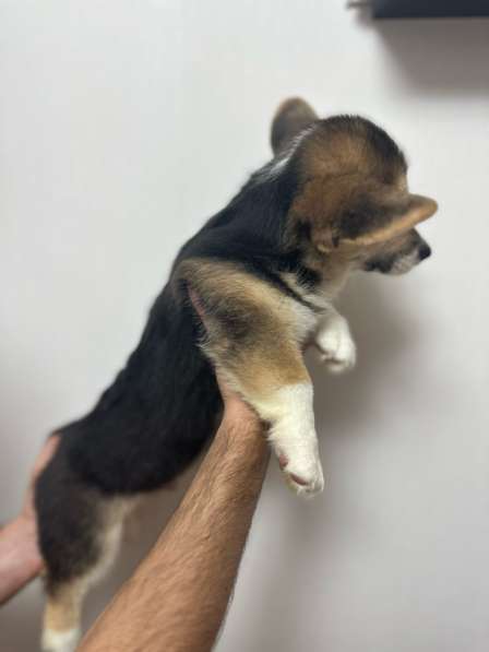 Щенок вельш-корги пемброк мальчик в Москве фото 4