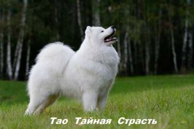 Самоед щенки !доставка в Владивостоке фото 8