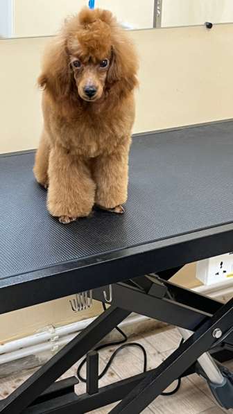 Той пудель в Москве фото 6