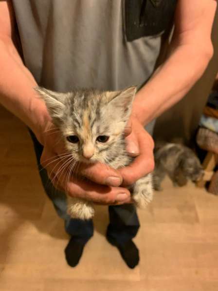 Котята в Екатеринбурге фото 3