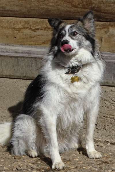 Очень ищет свою семью Ластик в Москве фото 8